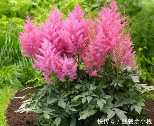 『漂亮』此花开花漂亮,好养又浪漫,养一盆年年有花赏