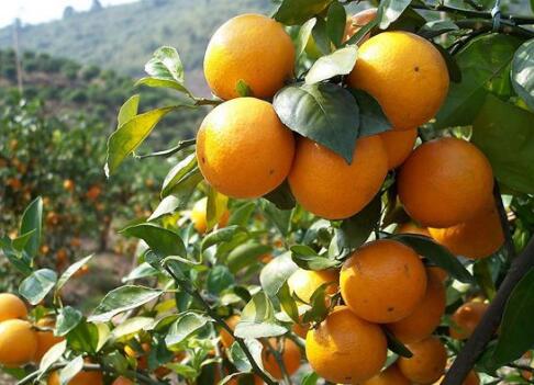 柑橘新品种--桂橘一号