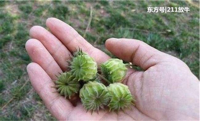 人称“车轮草”，过去农村很常见，如今一斤10元，有人大量种植