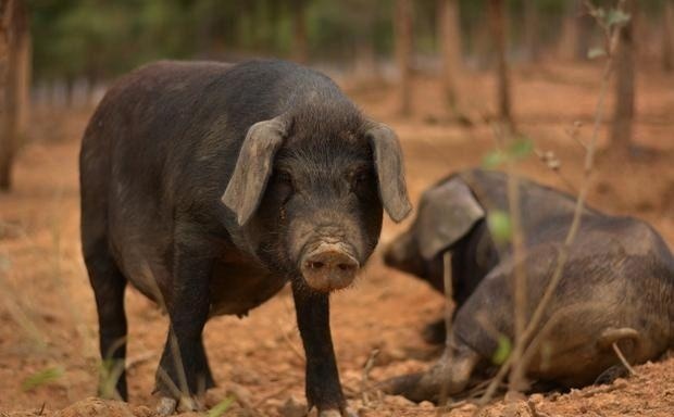  [农户]生猪禁养取消，鼓励农户养猪，那么自家的剩菜剩饭可以用