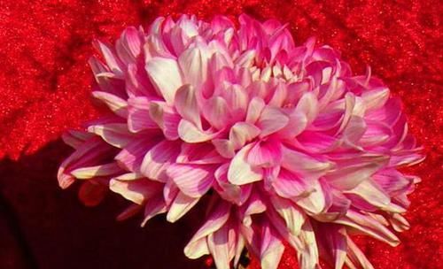 #美爆#百菊争艳，就养珍稀名菊七彩莲花，宛如莲中仙子粉嫩妖娆，美爆盆