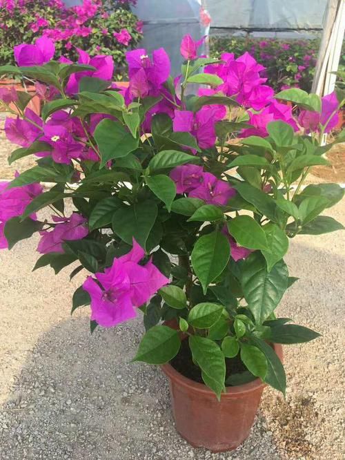  【叶子花】光叶子花，别名三角梅，花紫色或洋红色