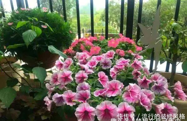 『剪枝』4种盆栽花,“剪枝越狠”开花越容易爆,家里有的话现在就剪
