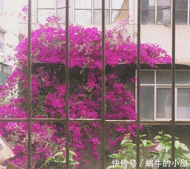 到防盗@这4种花种在墙根,爬成防盗墙,花美刺多保安全