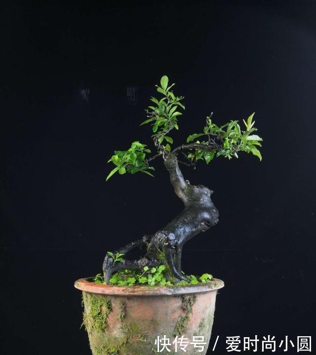 2019盆景大师最新佳作欣赏,树干伏俯而旁逸,姿态灵动,意象生动