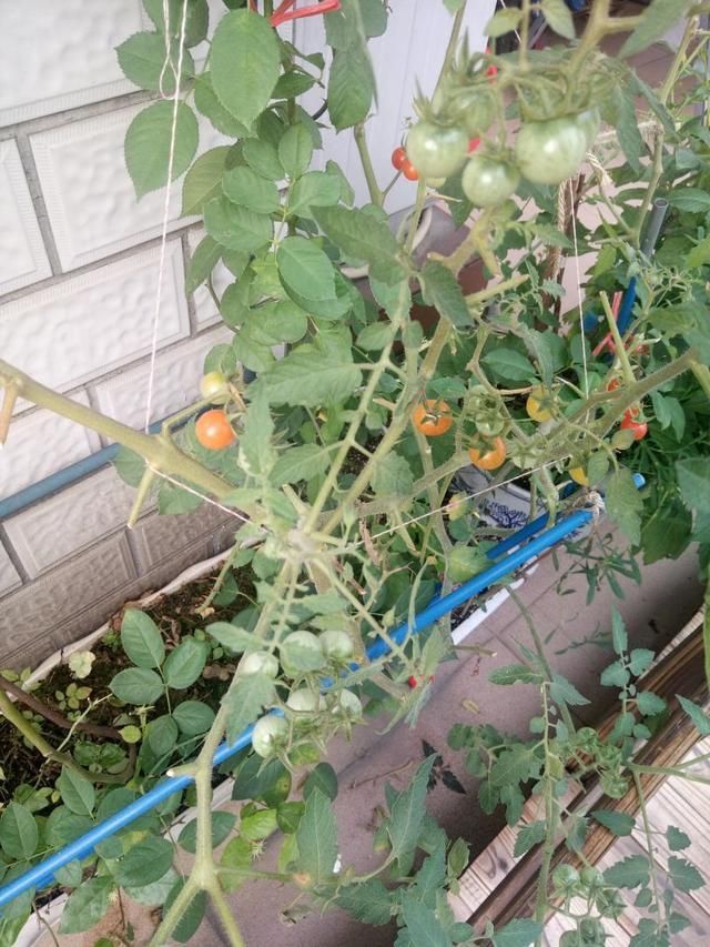 #蔬菜#阳台养上“3种菜”,吃一茬长一茬,全家吃都够了