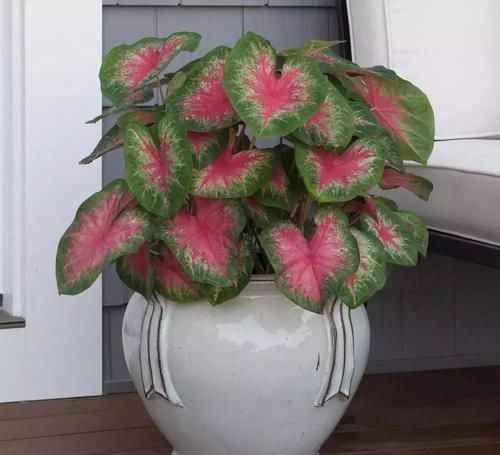  「阴凉处」几种好看的室内盆栽观叶植物，都可以摆室内阴凉处养