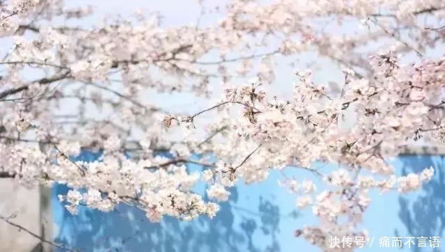 开学了，去青岛最美大学去逛一逛吧，个个堪比5A级景区