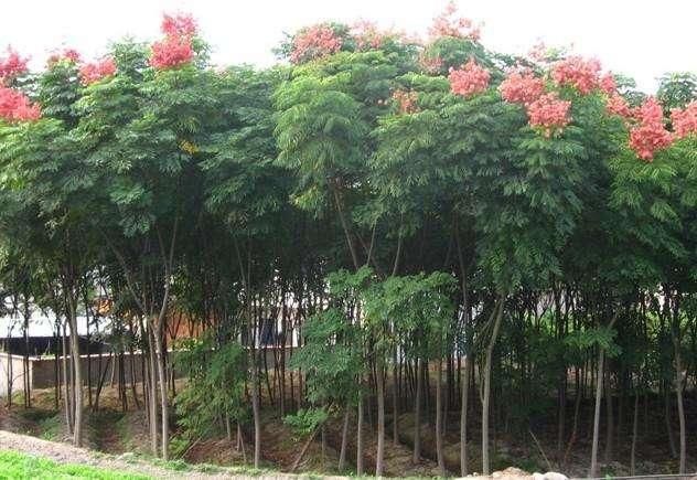  粮食：近年来，农村兴起“种树热”现象，土地不种粮食种树，这