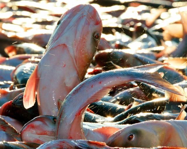 爱吃鱼的小伙伴看这里！东北人民的鱼上桌了！查干湖冬捕正式开始