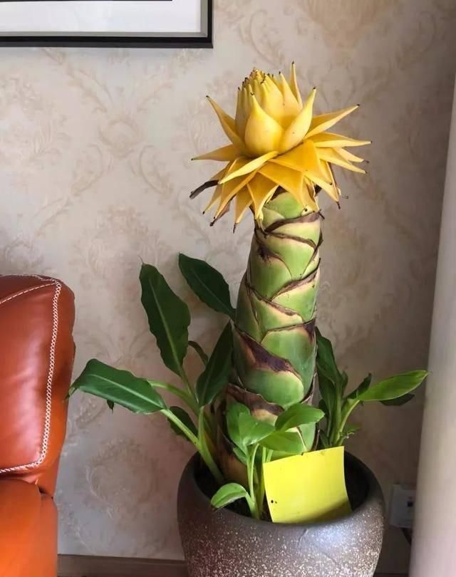  [有钱]这八种花命里带金，越养越有钱，你确定不来一盆吗？