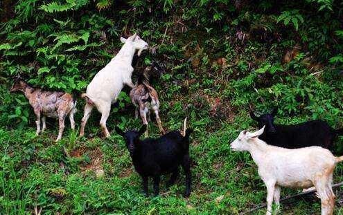 在农村，种地不赚钱，那就养殖这2种动物，可以实现农民脱贫