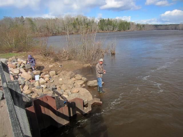  「贪婪」新疆钓狗鱼，生性粗暴贪婪，一天可以吃掉和自己体重相