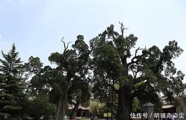  「银杏树」这十大长寿树王：棵棵大有来头，第一名比中国历史还