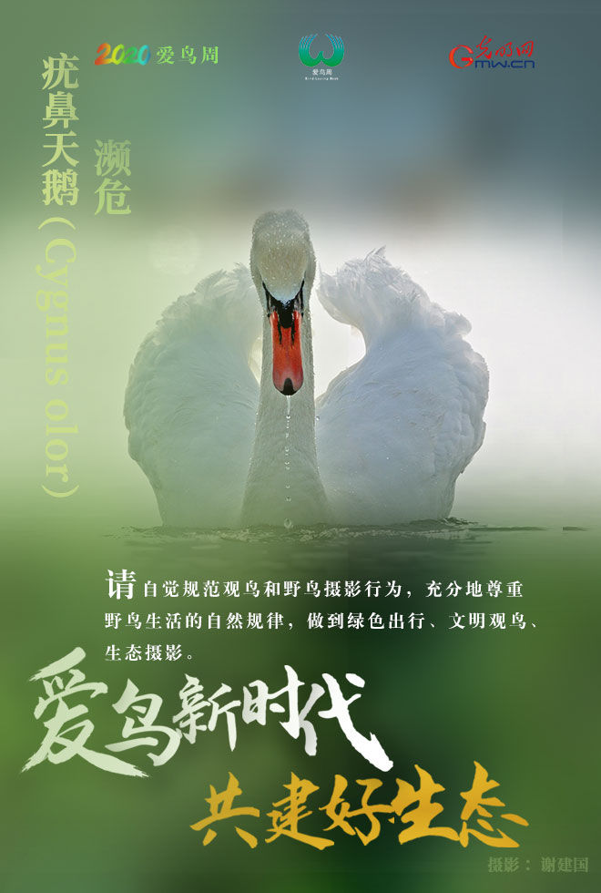  『鸟类资源』海报 | 爱它，就保护它！请善待野生鸟类
