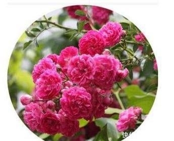 被誉为“香水之花”，花期210天，插土即活，花色不输牡丹