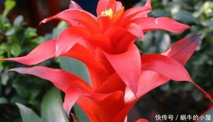  『常春藤』春季逛花市，邻居只买4种花,好养如绿萝，简单易成活