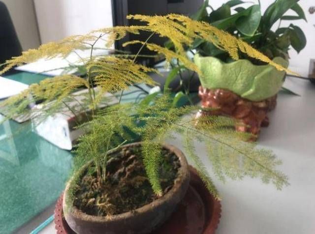 『黄叶一定』学会这一点,解决家里所有花卉黄叶问题
