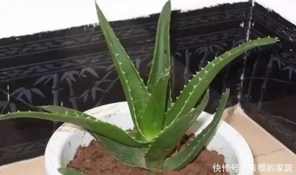 盆变|芦荟1盆变多盆,只需学会这招