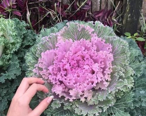  「些植物要求」植物和光照居然有这么多纠葛，光照调控花期原来是这么回事