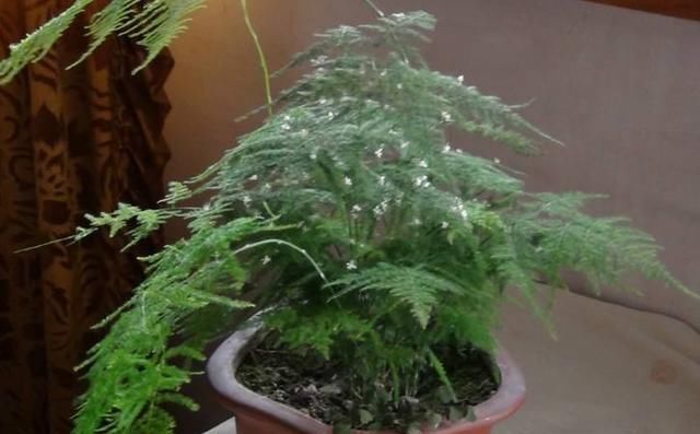  『药片』养文竹这样浇水，用家中常备的“药片”，一次一片，堪称完美