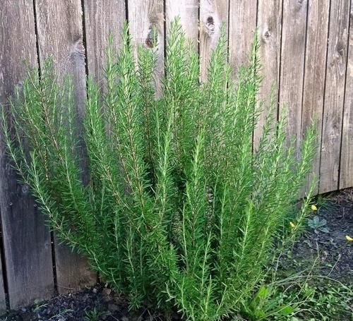  「草本植物」适合种院里的6种多年生草本植物，可养成盆栽，能不断收获枝叶