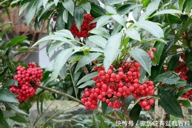  『寓意』365天都可以观果，寓意还好，富贵籽的养护方法和管理技巧分享