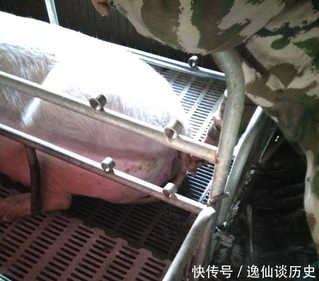  [兽医]农村人养猪的一天, 能赚到钱的没有几个!