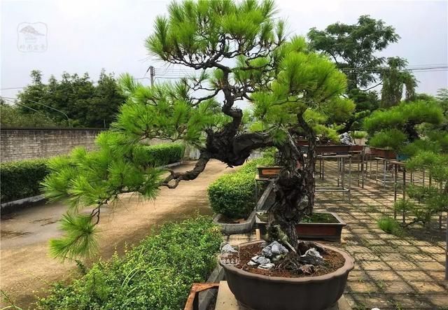 盆景大师都爱玩，山松会否成为下一个热点？