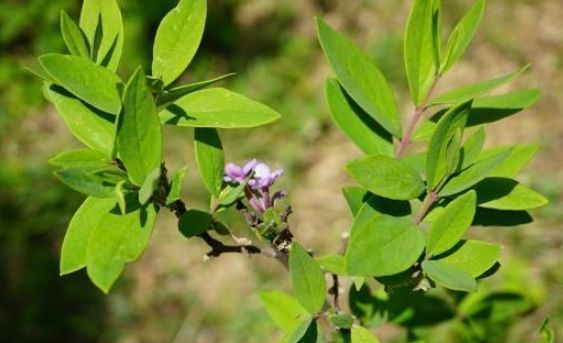  农村■农村一种常见植物，以前用来“药鱼”，全株都是宝，你家