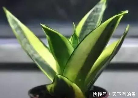  植物|卫生间异味难以忍受？这三种绿植放进去，清爽扑面而来