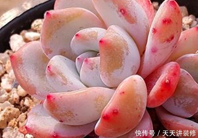 「雅致」玲珑雅致的多肉雪天使,养护要注意这些,才会莹如雪,艳如霞