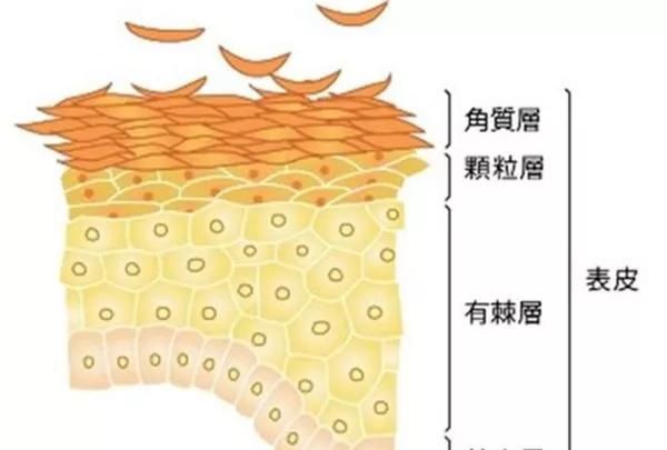  「没用」护肤品不吸收就没用？真相在这里↓