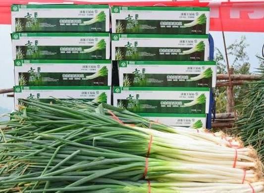  「半月」半月前还在为销路发愁，如今却遭疯抢，从滞销到畅销，