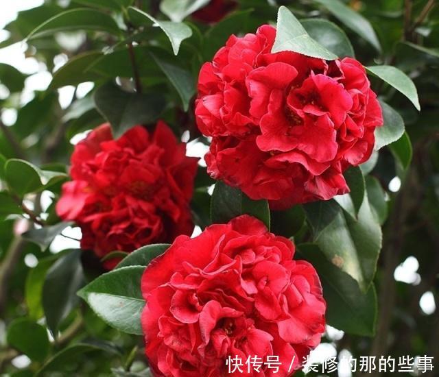 艳丽@新手喜欢养护花卉，可以在家中养护花大艳丽的3类花卉，妖娆优美
