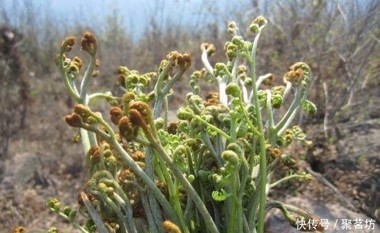 在大山深处，生长着1种植物，人称“山蕨菜”，见到了，是幸运