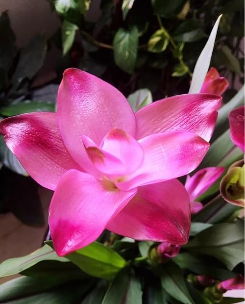  『令箭荷花』6种“荷花”，不用水只用土，开花一茬接一茬！