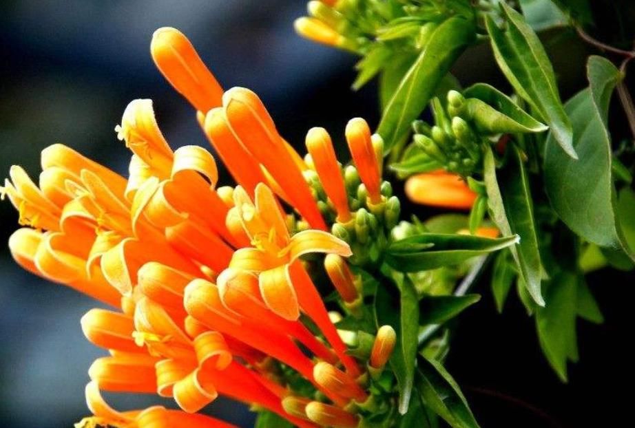  『开花数量』“这种花”花朵金灿灿，花期“大半年”，打造家中花园“必备”