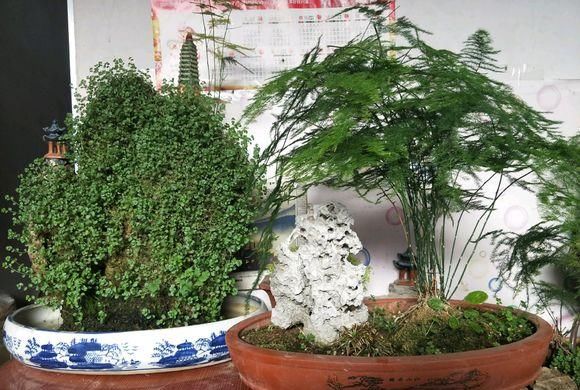  衣裳：文竹黄叶子，涂点“防晒霜”，穿个“新衣裳”，黄叶变“墨绿”