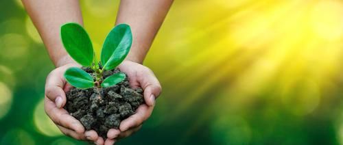  「旺盛」春季绿植管理方法和种植很关键，做好3个方面让绿植旺盛生长