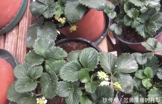 草莓■阳台上盆栽草莓,好吃好种又好看,结的果子四季吃不完!