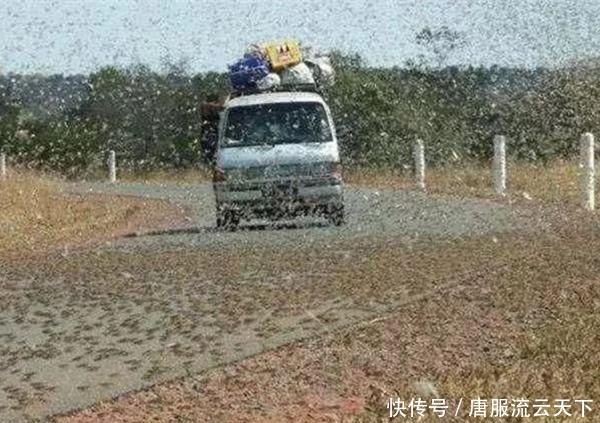  「蝗虫」4000亿只蝗虫袭击巴基斯坦和印度，两国为何不投放鸡鸭