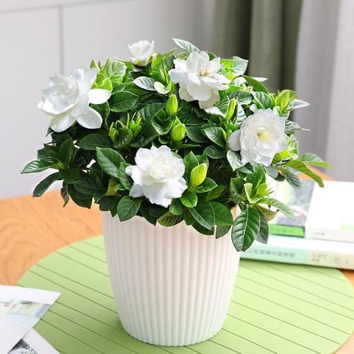  室内阳台■比香水还香的9种花卉盆栽，净化空气好打理，非常适合懒人养
