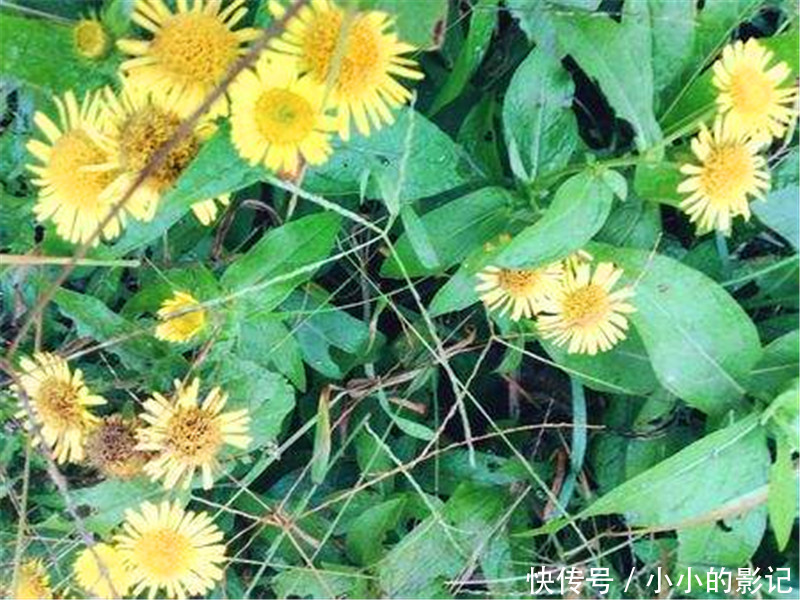 农村人把它当野菊花，却不知其珍贵，止咳良药，晒干120一斤