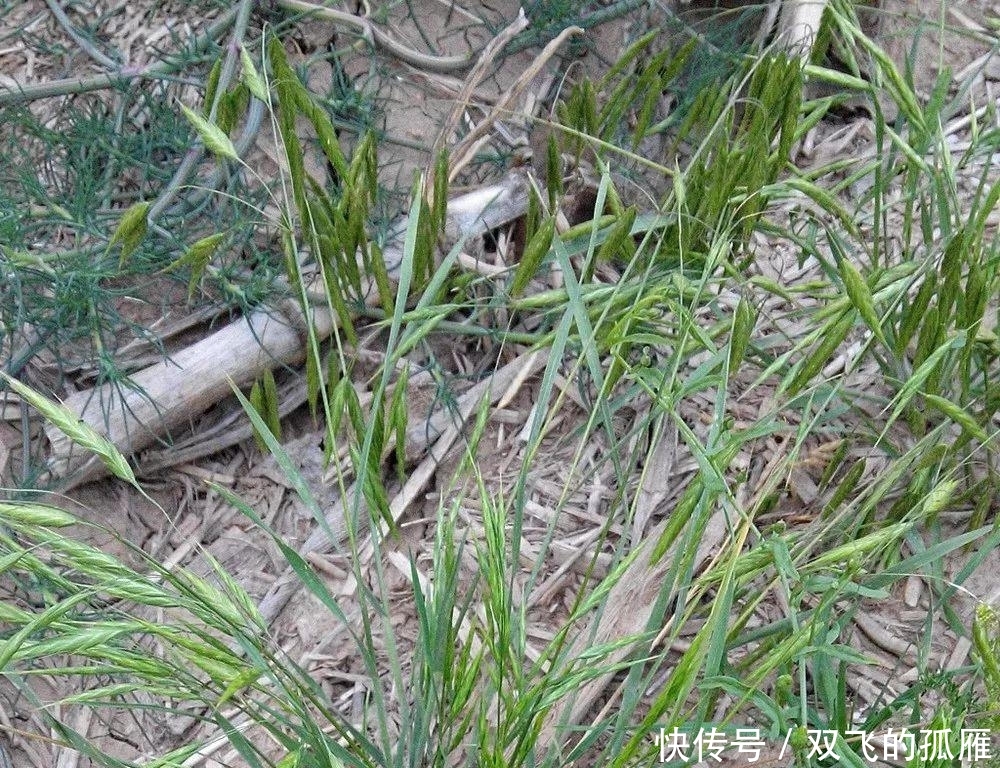 野燕麦，这种野草，农民见到就除掉，百元一斤，农民不愿意卖