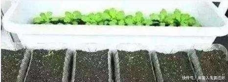  「营养」“废油桶”当花盆用来种辣椒，7天就发芽，1个月丰收，能吃2个月