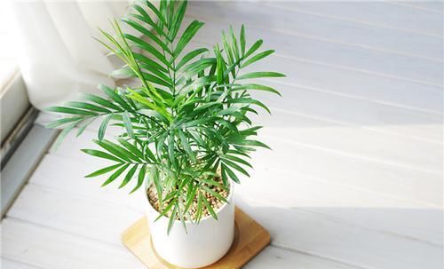  「植物」新居养这些植物，吸收甲醛净化空气，还可观赏