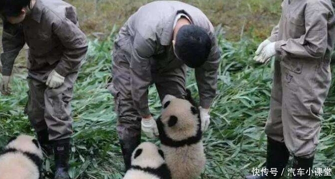 全球只有2只大熊猫不属于中国，而熊猫的现状让不少游客表示心疼