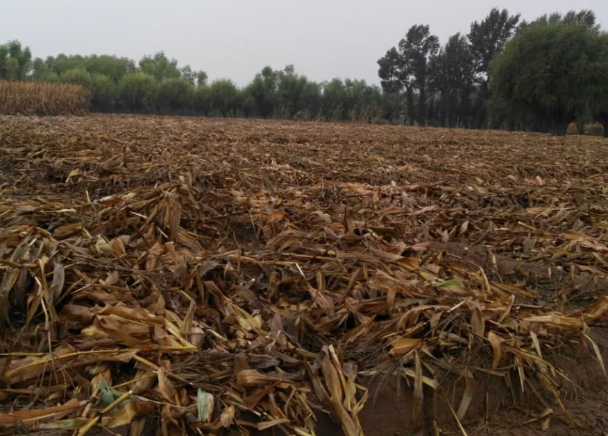 全球第一个被中国人征服的沙漠，如今农田遍布，有些农民月入过万