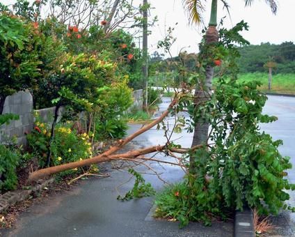 台风＂利奇马＂席卷日冲绳:1万多户断电 超市被买空
